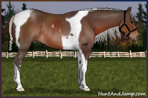 Horse Color:Silver Brown Tobiano Rabicano 