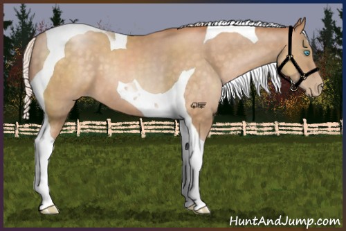 Horse Color:Silver Buckskin Pearl Tobiano 