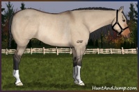 Horse Color:Bay Dun Rabicano 