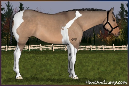Horse Color:Bay Dun Tobiano