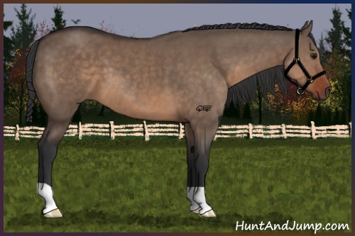 Horse Color:Brown Dun 