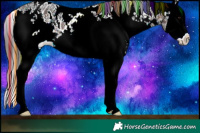 Horse Color:Painted White Spotted Brown Sabino Splash Appaloosa Rabicano 