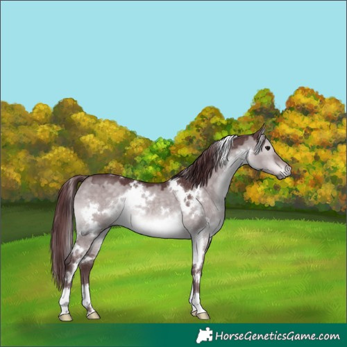 Horse Color:Platinum White Spotted Chocolate Brown Dun 