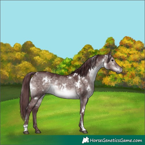Horse Color:Platinum White Spotted Chocolate Brown Dun 