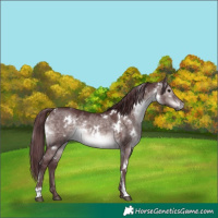 Horse Color:Platinum White Spotted Chocolate Brown Dun 