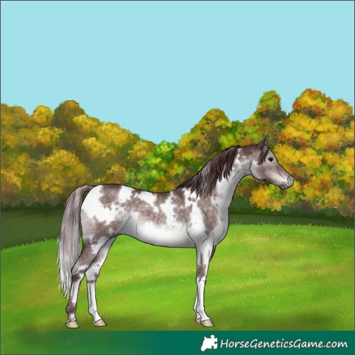 Horse Color:Platinum White Spotted Chocolate Brown Dun 