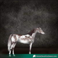 Horse Color:Platinum White Spotted Chocolate Brown Dun 