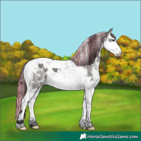 Horse Color:Painted Grullo Sabino Splash Tobiano 