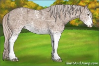 Horse Color:White Spotted Silver Bay Ice Dun 