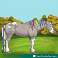 Horse Color:Painted Silver Grullo Splash Appaloosa 