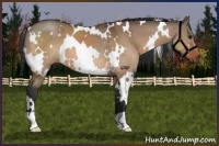 Horse Color:White Spotted Bay Dun 