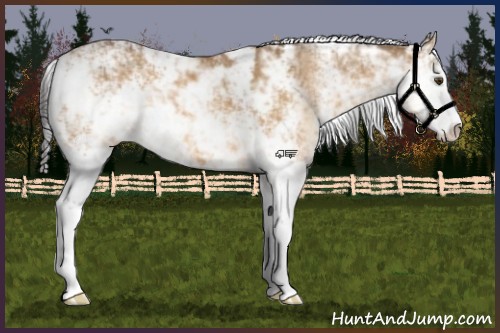 Horse Color:Buckskin Dun Sabino
