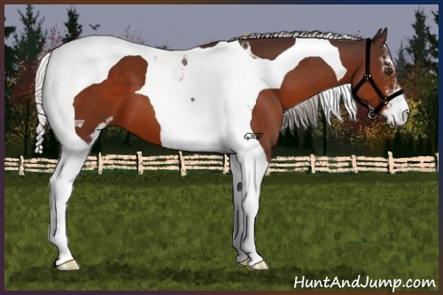 Horse Color:Silver Brown Sabino Tobiano