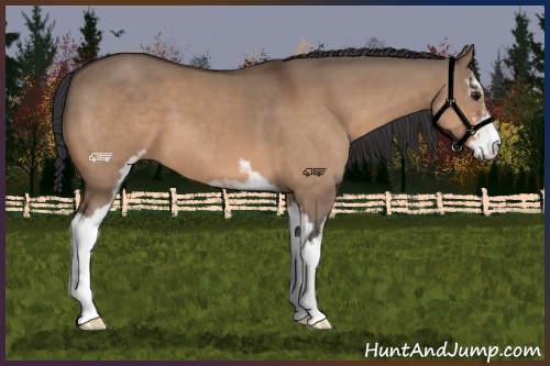Horse Color:Bay Dun Sabino