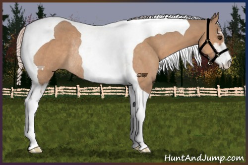 Horse Color:Silver Brown Dun Sabino Tobiano Rabicano