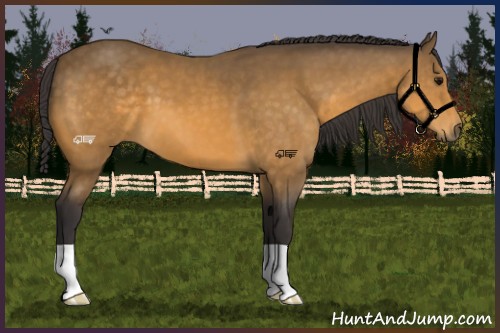 Horse Color:Buckskin