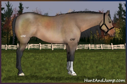 Horse Color:Brown Dun 