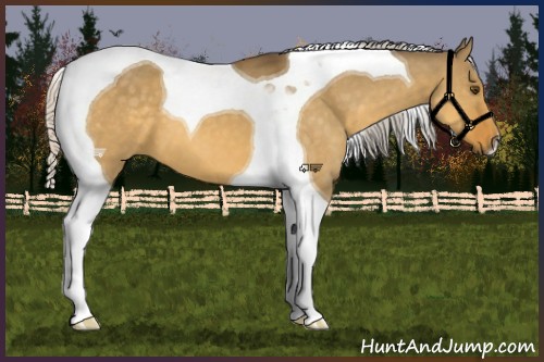 Horse Color:Silver Buckskin Dun Tobiano