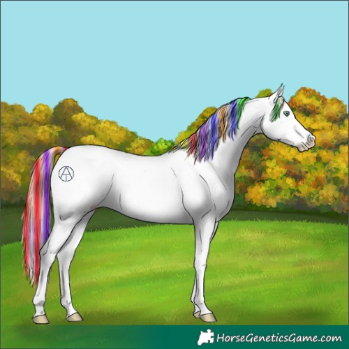 Horse Color:Painted Plaid  Buckskin Pearl Onyx Appaloosa 