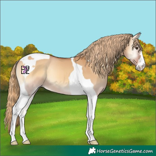 Horse Color:Red Dun Onyx Tobiano