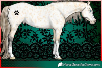Horse Color:Palomino Roan Pearl  and Buckskin Near Leopard 