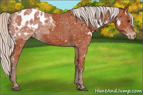 Horse Color:White Spotted Silver Bay Ice Appaloosa 