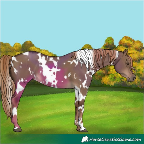 Horse Color:White Spotted Liver Red Dun 