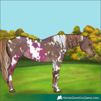Horse Color:White Spotted Liver Red Dun 