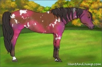 Horse Color:White Spotted Bay Rabicano 