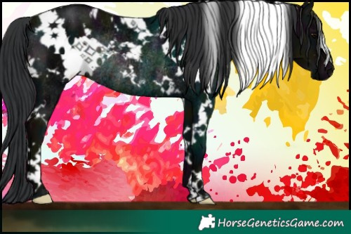 Horse Color:White Spotted Midnight Bay Rabicano 