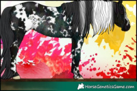 Horse Color:White Spotted Midnight Bay Rabicano 