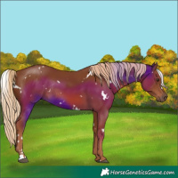 Horse Color:White Spotted Chestnut Rabicano 