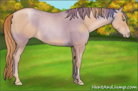Horse Color:Gold Champagne Roan Rabicano 