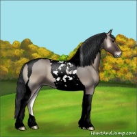 Horse Color:Grullo Onyx Tobiano 