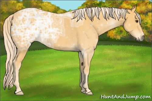 Horse Color:Palomino Ice Rabicano 