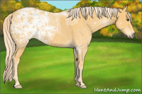Horse Color:Palomino Ice Rabicano