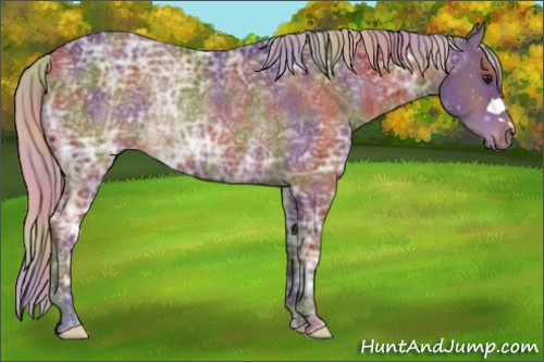 Horse Color:Nacre Silver Bay Ice Rabicano