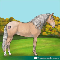 Horse Color:Silver Amber Champagne 