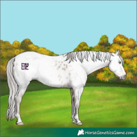 Horse Color:Gray Amber Champagne Tobiano Near Leopard 