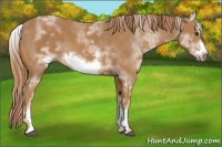 Horse Color:White Spotted Chestnut Sabino Frame