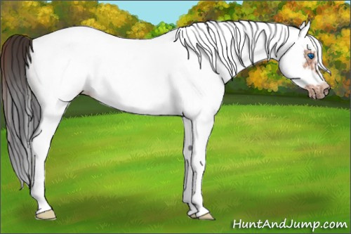 Horse Color:White Spotted Bay Splash Frame Rabicano