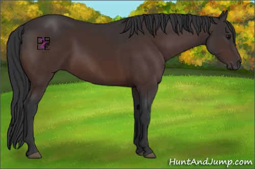 Horse Color:Brown Sabino Rabicano