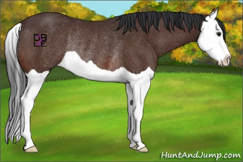 Horse Color:Brown Splash Rabicano