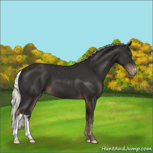 Horse Color:Liver Chestnut Mushroom Appaloosa