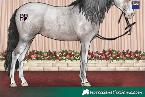 Horse Color:Bay Roan Mushroom Sabino