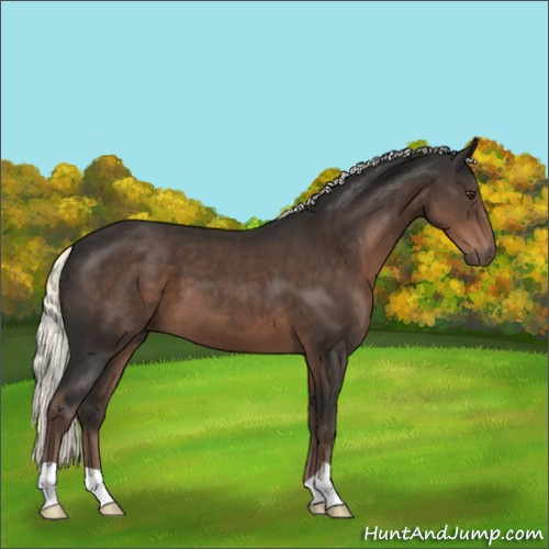 Horse Color:Liver Chestnut Mushroom