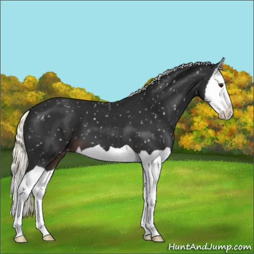 Horse Color:Liver Chestnut Mushroom Splash Appaloosa