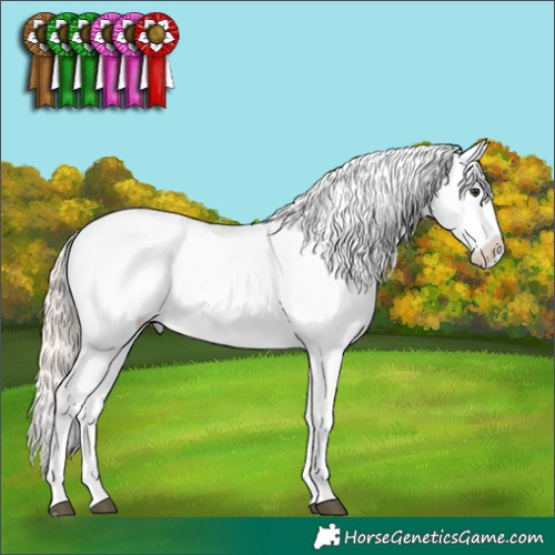 Horse Color:Liver Chestnut Mushroom Appaloosa 