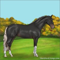 Horse Color:Liver Chestnut Mushroom Varnish 