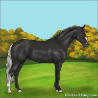 Horse Color:Liver Chestnut Mushroom Appaloosa 